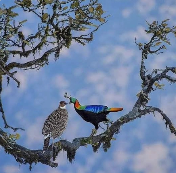 Uttarakhand: राज्य पक्षी मोनाल से जुड़े कुछ रोचक तथ्य। 1