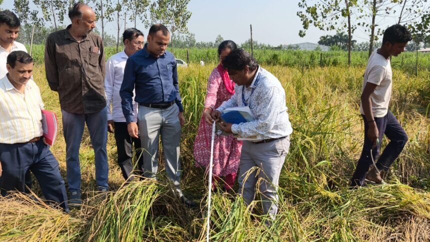जिलाधिकारी द्वारा जनपद में फसल धान पर रैण्डम पद्धति से योजित कटिंग प्रयोग का निरीक्षण किया 1
